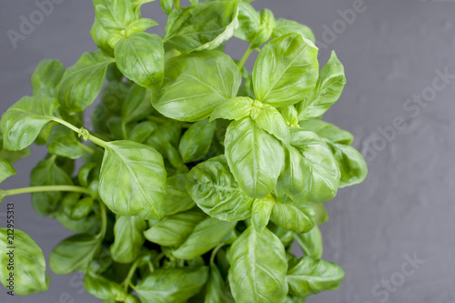 fresh basil in a pot, bright leaves for eating. Copy space,