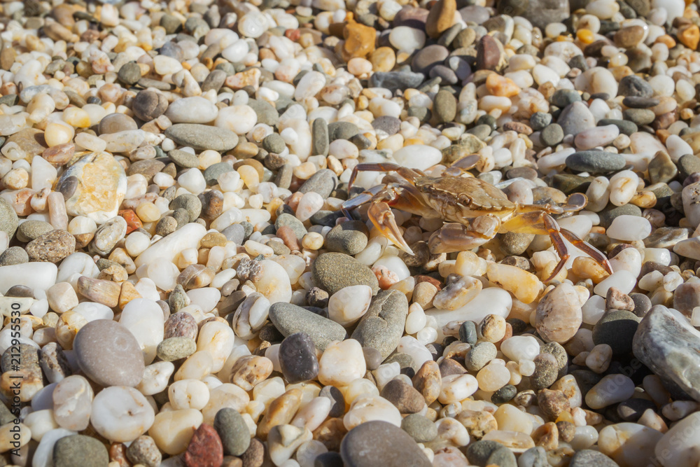 Live crab sitting on small stones on the beach in the summer