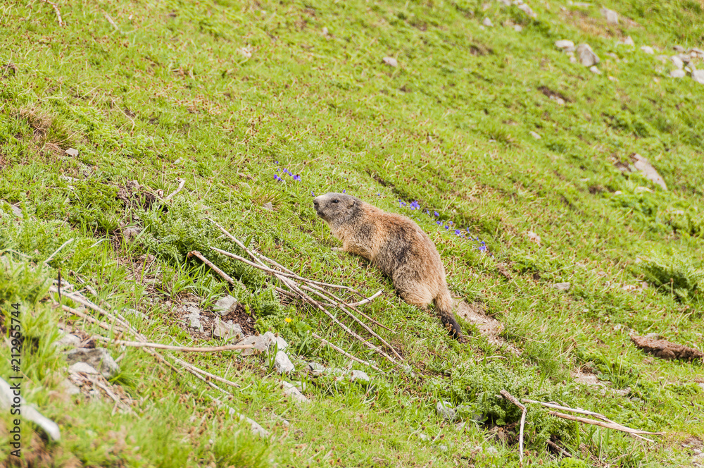 Naklejka premium Murmeltier, Säugetier, Nager, Alpen, St. Moritz, Bergwiese, Sommer, Oberengadin, Graubünden, Schweiz