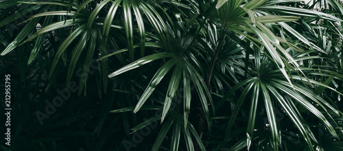 Obraz na płótnie tropikalny ogród las szczyt trawa