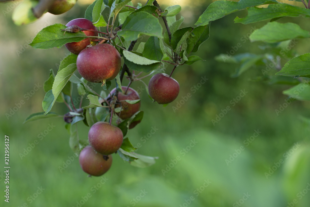 Fresh red apples on tree in garden