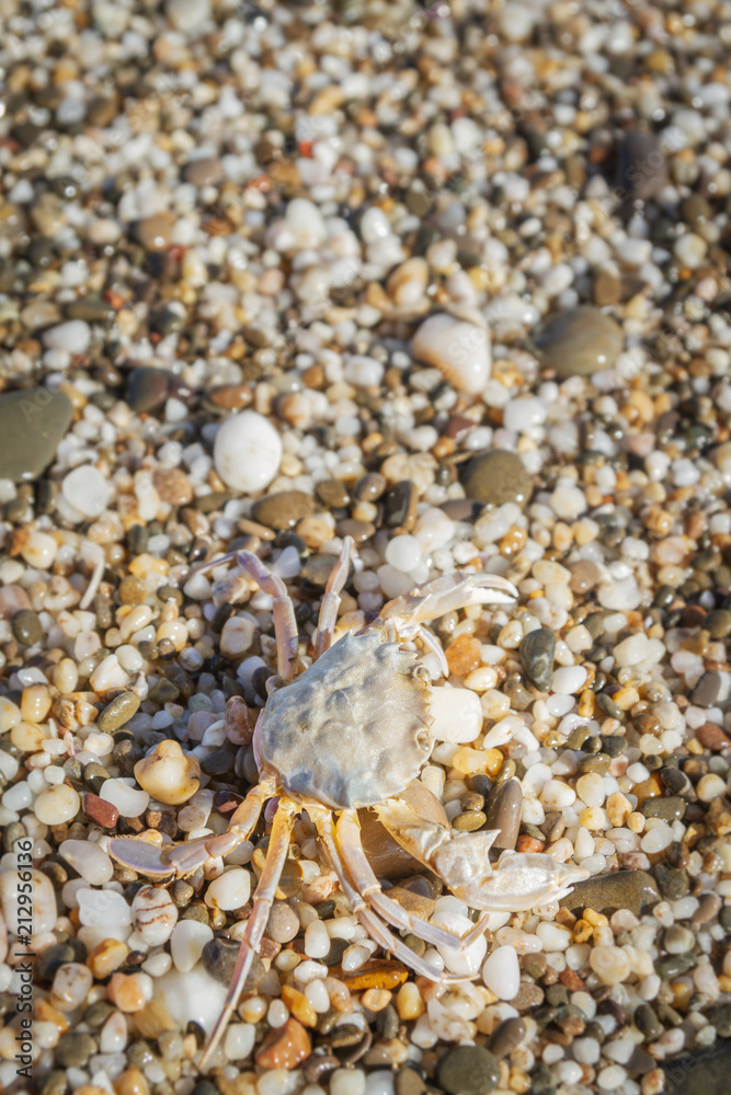 Live crab sitting on small stones on the beach in the summer