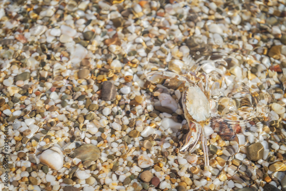 Live crab sitting on small stones in the sea