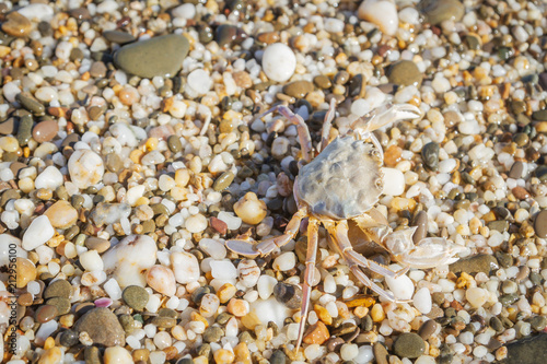 Live crab sitting on small stones on the beach in the summer