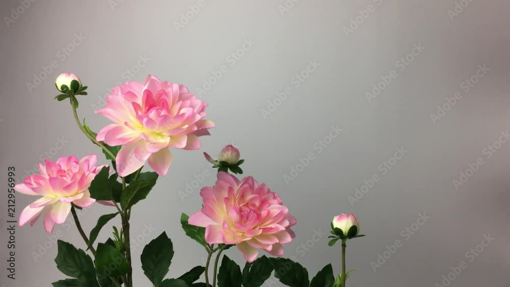 Flores color rosa se mueven con el viento.