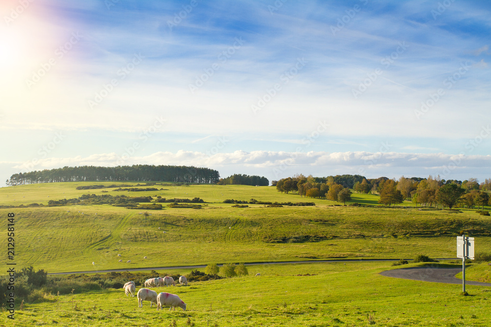 Beautiful scenic landscape with sheep. Sheep grazing on a green field
