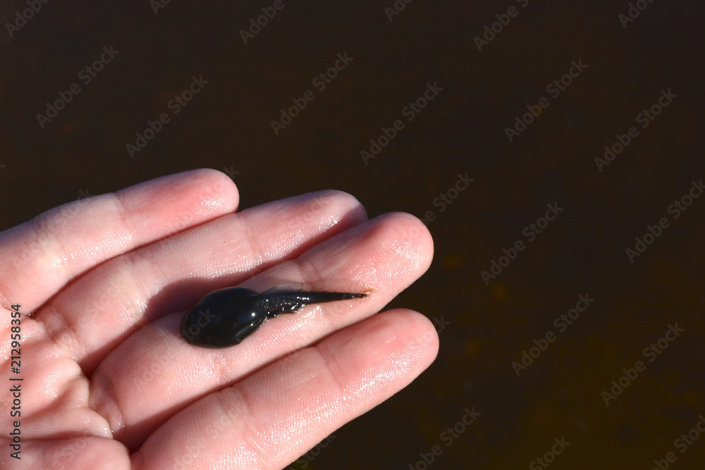 tadpole on the palm of your hand