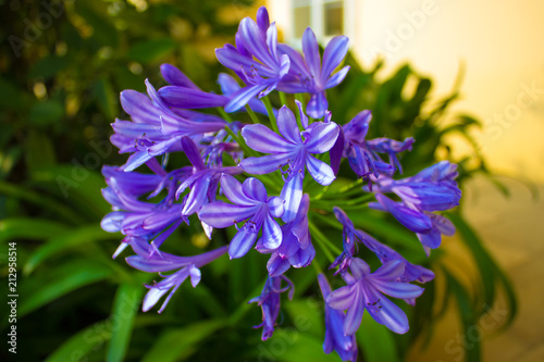 Bloom of blue agapanthus in the garden photo