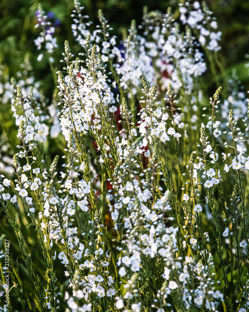 sunny summer day in the garden; Green background with many white small flowers on the stems; abstract picture with some flowers in focus sunny summer day in the garden; Green background with many white small flowers on the stems; abstract picture with some flowers in focus