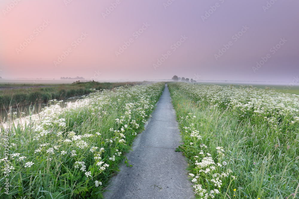 cycling road between wildflowers at summer sunrise