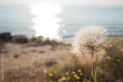 Fototapeta Naklejka Na Ścianę i Meble -  dandelion in front of the sea at sunset