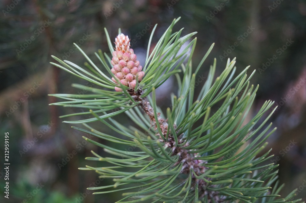 Pine Branch