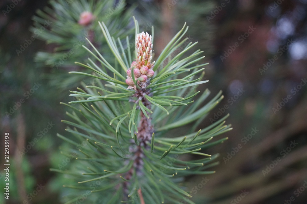 Pine Bud Pine Bud