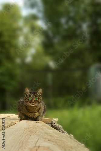 gray striped cat with green eyes outdoors resting on wooden boards