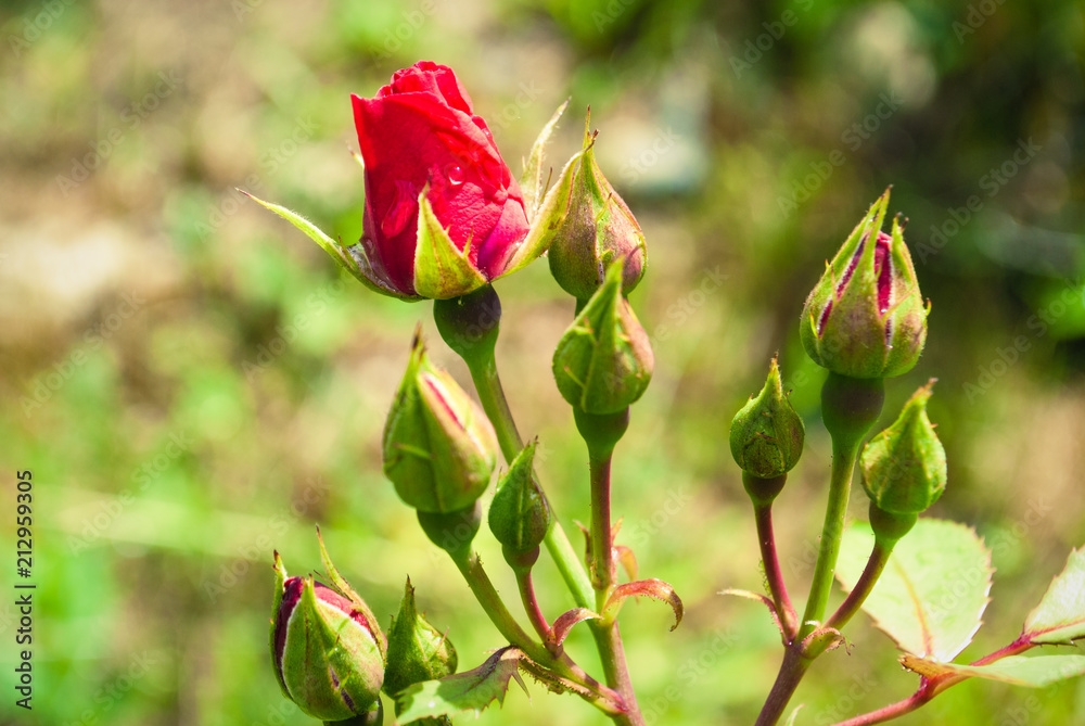 Red Rose Bud With Raindrop - Photograph of a single red rose bud growing on a bush with greenery in the background. Selective focus on the flower bud. Red Rose Bud With Raindrop - Photograph of a single red rose bud growing on a bush with greenery in the background. Selective focus on the flower bud.