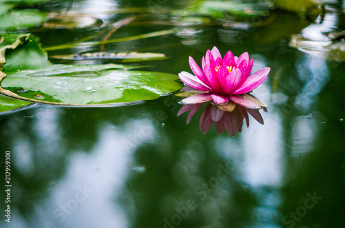 Fototapeta Naklejka Na Ścianę i Meble -  flower of a water lily in a pond