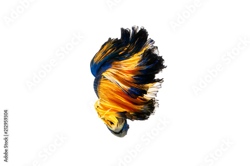 Billede på lærred The moving moment beautiful of siamese betta fish in thailand on isolated white background