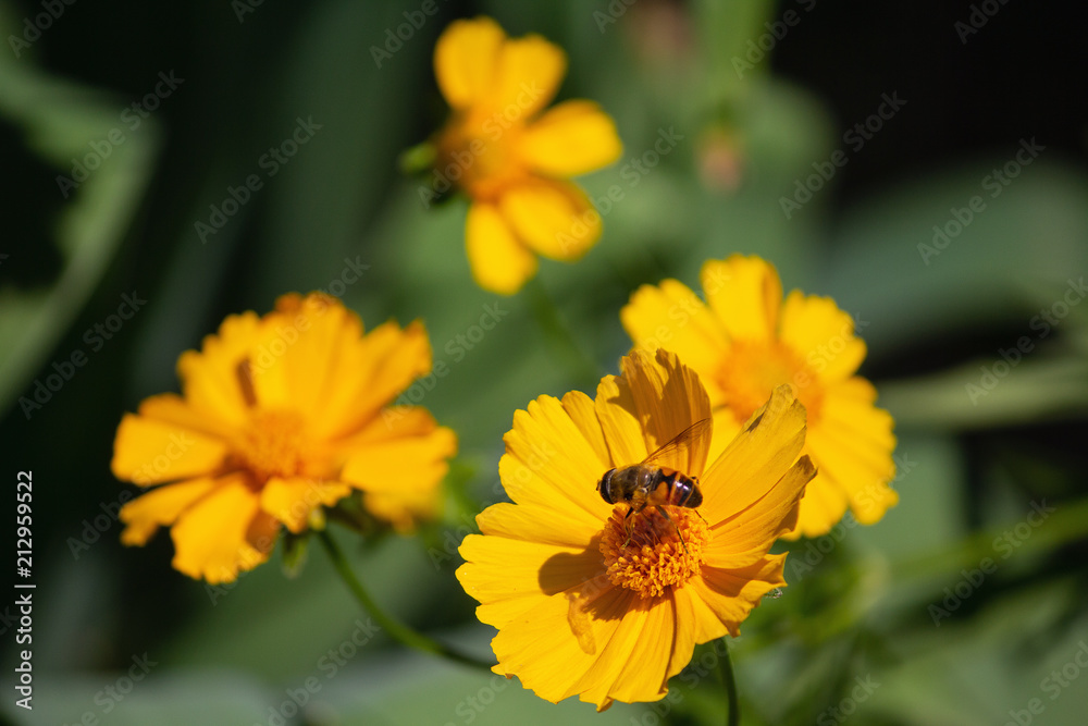 Honey bees collecting pollen in a field of blooming flowers. Springtime Honey bees collecting pollen in a field of blooming flowers. Springtime