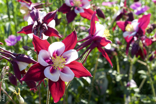 Foto Close up view of red and white columbine flowers in bloom