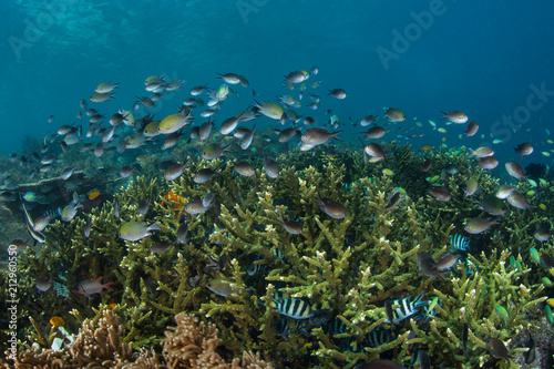 Fototapeta Naklejka Na Ścianę i Meble -  Damselfish Swim Around Healthy Corals in Raja Ampat