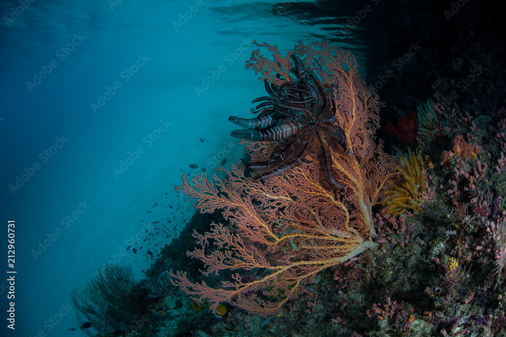 Colorful Gorgonian Growing on Shaded Wall in Raja Ampat