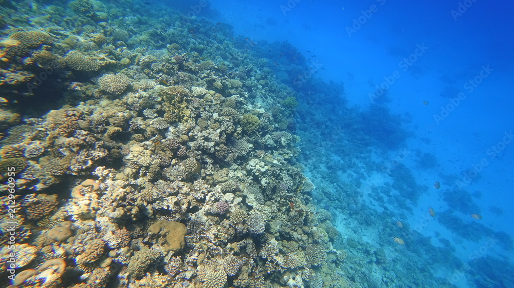 Fototapeta premium Rafa koralowa
