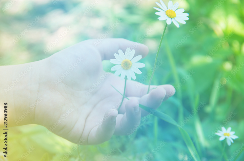 Selective focus of touching the chamomile flowers Selective focus of touching the chamomile flowers