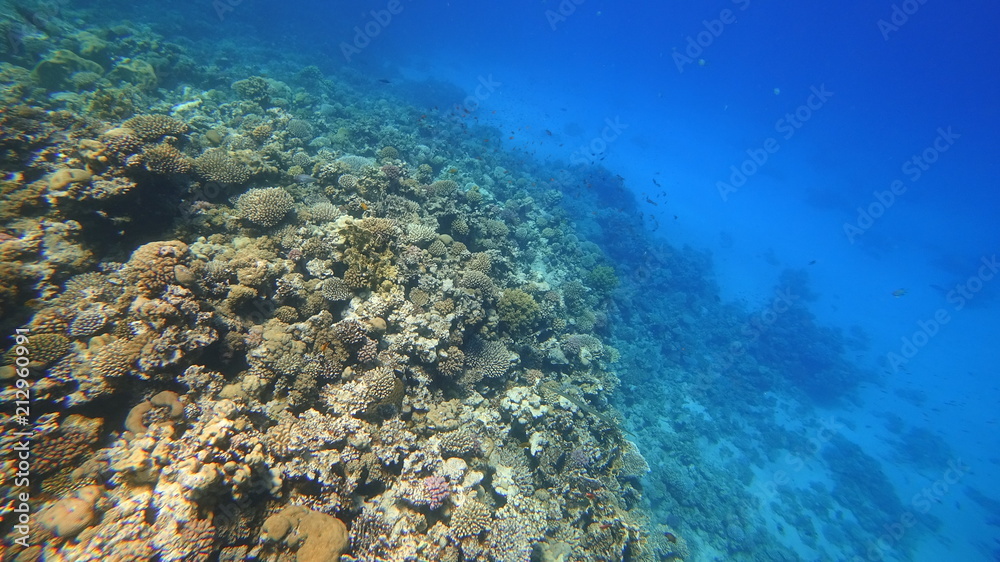 Fototapeta premium Rafa koralowa