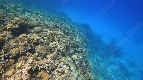 Fototapeta Naklejka Na Ścianę i Meble -  Rafa koralowa