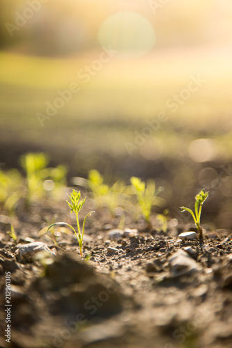 Frische Pflänzchen auf Feld, Landwirtschaft