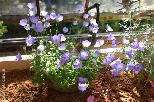 Fototapeta Naklejka Na Ścianę i Meble -  Campanula carpatica bleue