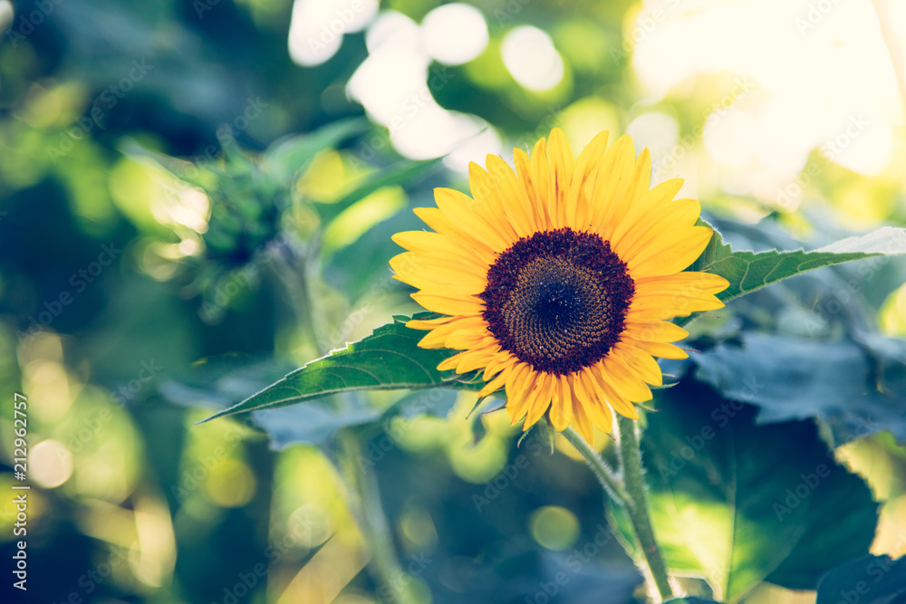 Naklejka premium Sonnenblumenfeld, Blüte, Sonnenuntergang