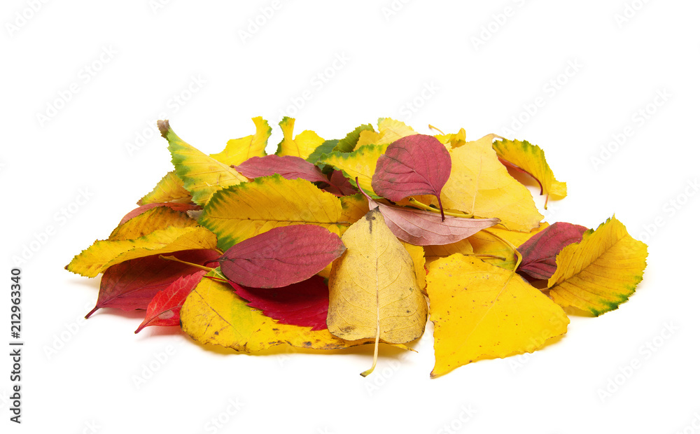 Group of colorful autumn leaves isolated on white background Group of colorful autumn leaves isolated on white background