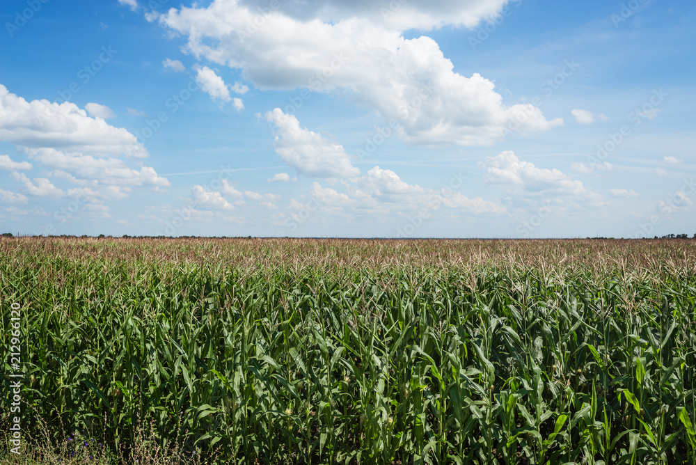 cornfield cornfield