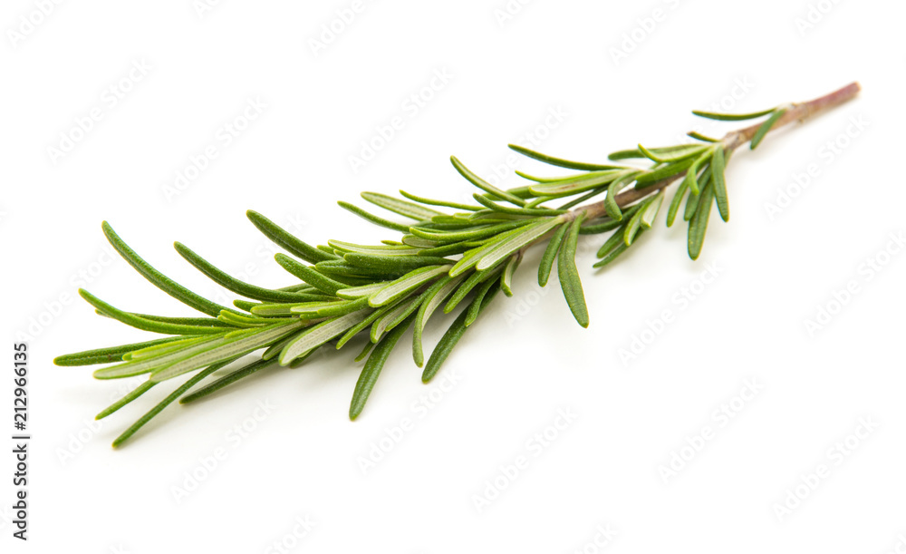 Fototapeta premium Twig of rosemary on a white background