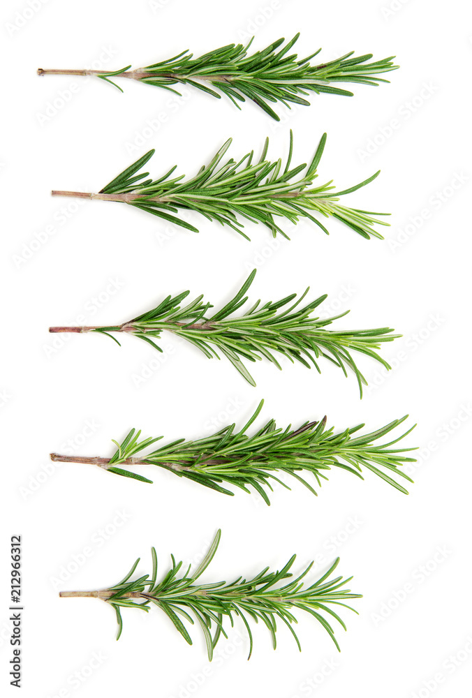 set of fresh rosemary on a white background set of fresh rosemary on a white background
