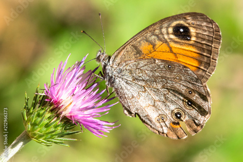 Farfalla su fiore