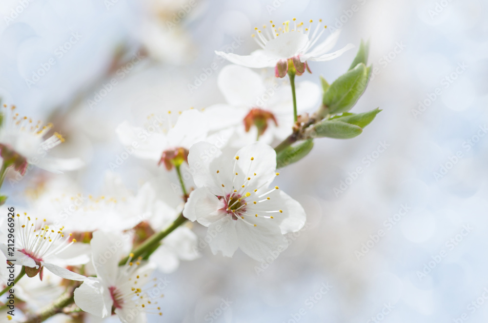 white cherry tree flower in spring white cherry tree flower in spring