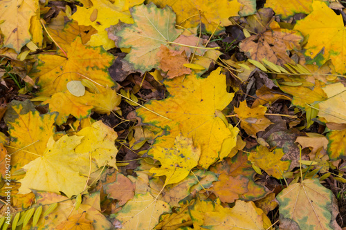Background of autumn colorful leaves