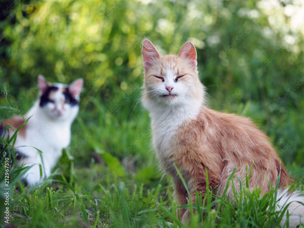 Funny and happy red cat squinting in the sun