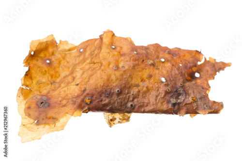 Medicinal gumbo-limbo bark isolated on white photo