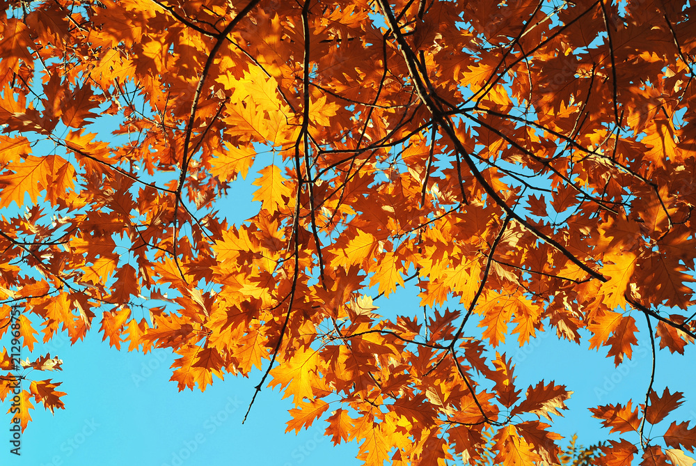 The autumn leaves on sky background.