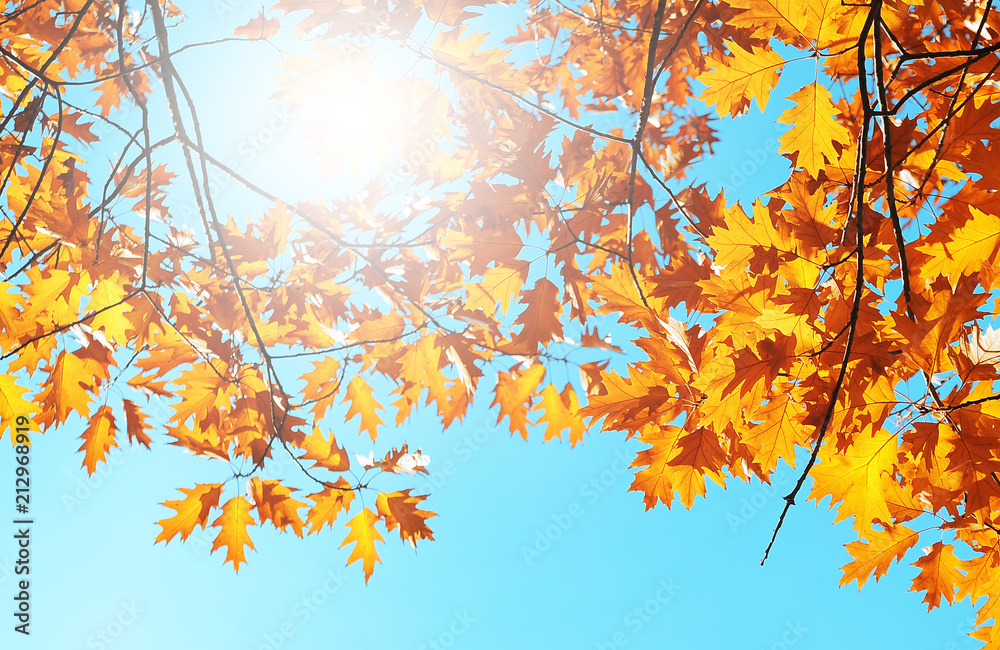 Autumn leaves on the sky.
Autumn leaves on the sky.