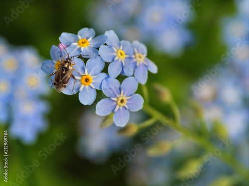 insect on the little blue flowers
