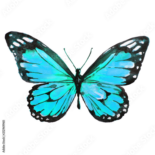 beautiful blue butterfly,watercolor,isolated on a white © aboard
