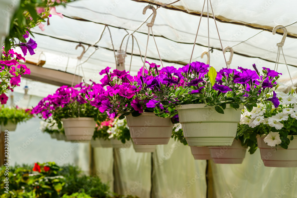 Fototapeta premium Petunias in tubs suspended from the ceiling in a greenhouse
