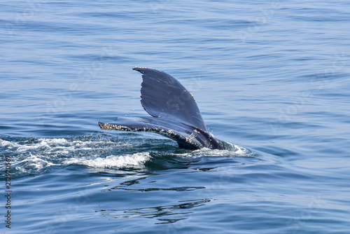 Whale Watching on the New England Coast