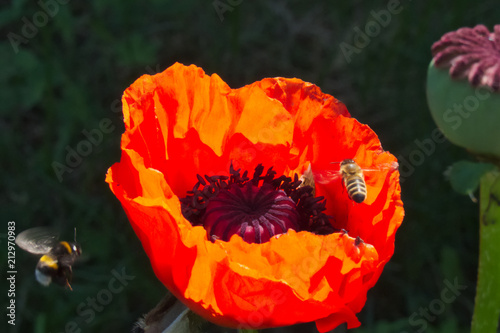 Red poppy flower with flying bees