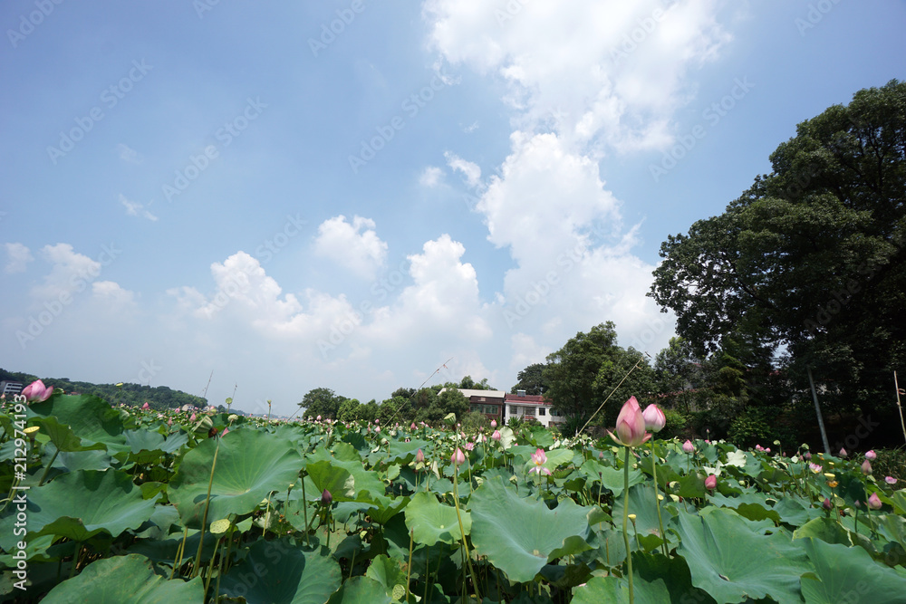  China's rural lotus pond