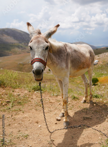 White donkey (asinus in Latin) is standing under the sun